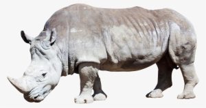 White Rhino Png #3098333