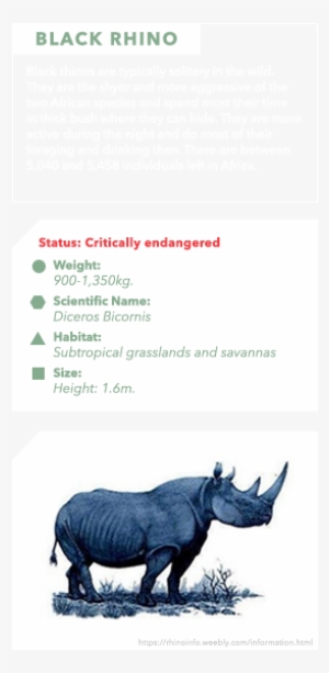 White Rhino - Black Rhinoceros #3098417