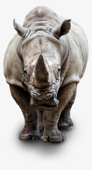 Rhino Stock #3098542