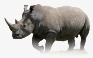 Rhino - Faded - Rhino Png #3098890