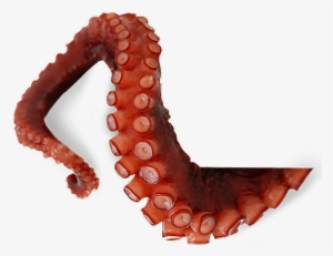 Clip Art Black And White Download Png For Free Download - Octopus Tentacle Png #310007