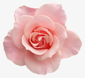 Tumblr Transparent Flowers Rose - Flower With No Background #310077