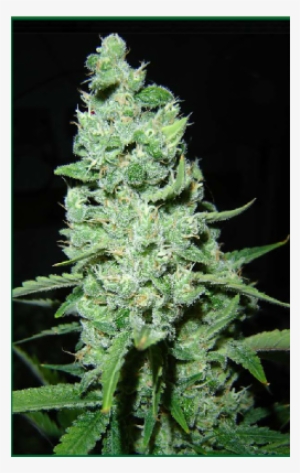 Ak-47 - Ak 47 Cannabis #310097