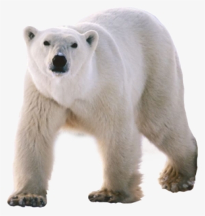 Polar Bear Png - Three Walking Animals #310324