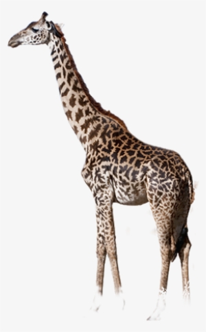 Giraffe - Giraffe And Elephant Png #310418