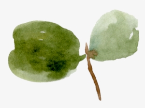 18 Eucalyptus Leaves #310435
