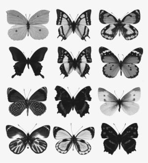 Collection Of Free Butterfly Drawing Death Download - Common Nawab Butterfly Paperweight #310917