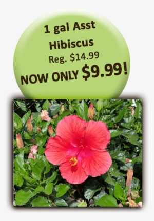 1 Gal Asst Hibiscus - Bizhub 184 #310969