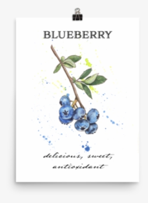 Juniper Berry #311255 Juniper Berry #311255