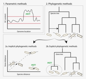 Inferring Horizontal Gene Transfer Conceptual Overview - Statistics #311945
