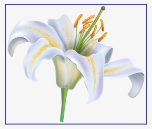 Lily Clipart Floral - White Lily Clip Art #312106