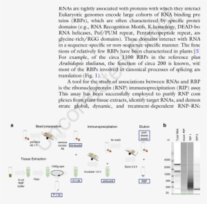 Schematic Of The Rip Method, Including Extraction, - Rna #312277