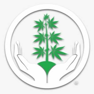 Three A Light #312433