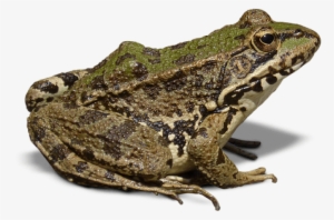 Free Png Frog Png Images Transparent - Frog With No Background #312846