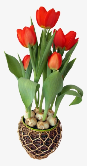 Tulip, Red, Spring, Flower, Strauss, Onions, Holland - Png Flower With Pot #314143