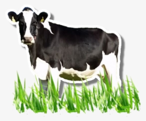 Dairy Cow Png Image Background - Portable Network Graphics #314198