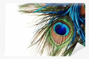 Single Peacock Feathers With Flute Png - Transparent Background Peacock Feather Png #314573