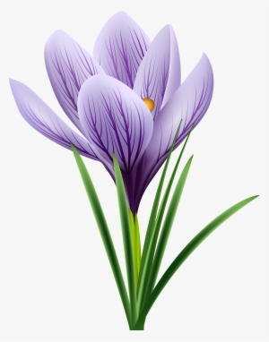 Purple Flower - Крокус Пнг #315130