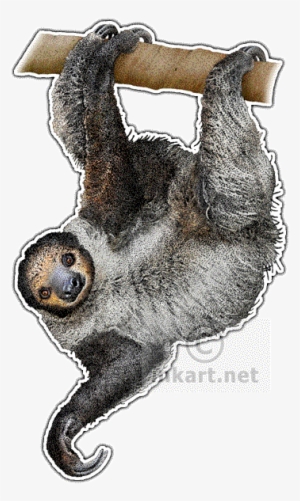 Linnaeus's Two-toed Sloth Art Decal - Two Toed Sloth Transparent #315336