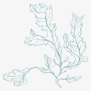 Green Algae Drawing At Getdrawings - Art #315692