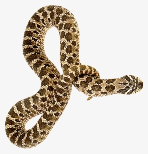 Transparent Snake Download - Snake Png #315892