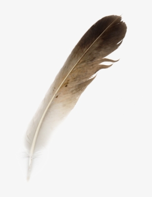 Bird Feather Png Download Image - Hornbill Feather #315951