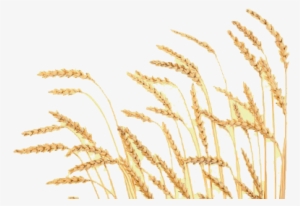 Free Png Wheat Png Images Transparent - Clear Background Wheat Png #316486 Free Png Wheat Png Images Transparent - Clear Background Wheat Png #316486