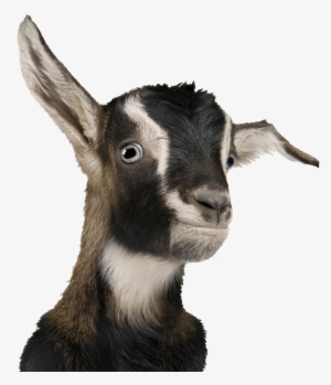 Previous - Next - Organic Livestock #316955