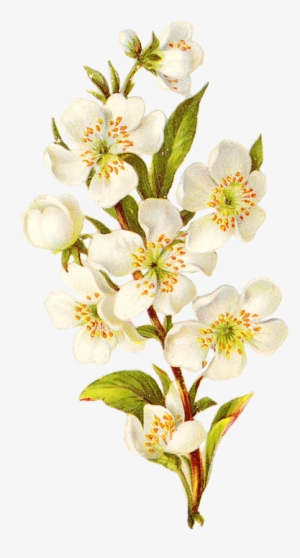 I - White Flower Vintage Png #317387
