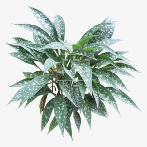 Parent Category - Pulmonaria #318031