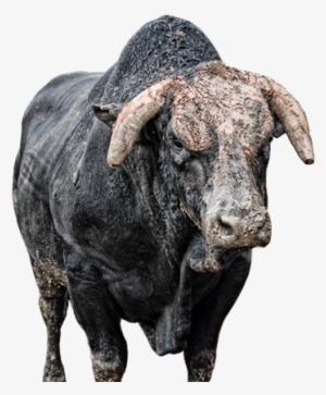 Air Jack - Professional Bull Riders #319747