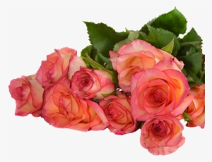 Rose, Flowers, Nature, Transparent Background - Flower #3102091