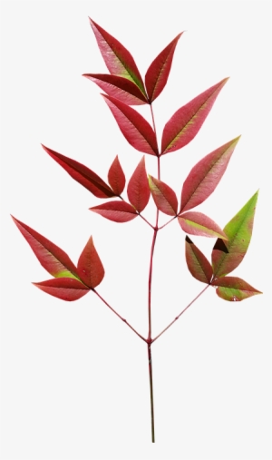 Leaves, Bamboo, Autumn, Plant - Autumn #3104703