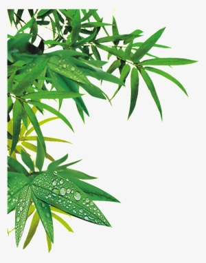 This Product Design Is Bamboo About Bamboo,bamboo With - Bamboo Leaf Png #3104881