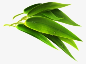 Green Bamboo Leaf Transparent - Bamboo Leaf Png #3105062