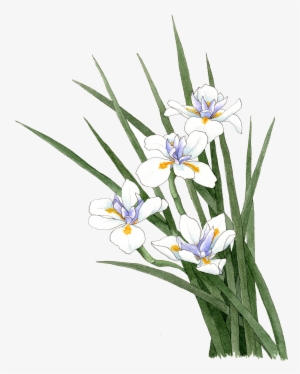 Fortnight Lily - Dietes Iridoide Png #3106051