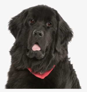 Search - 100 Pics Dog Breeds 12 #3107796