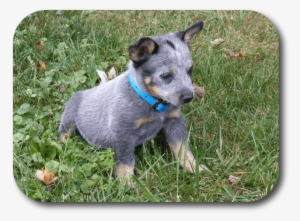 Why Is My Puppy Pooping So Much - Dog #3107865