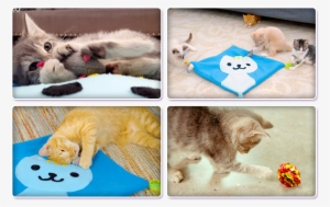 See How Much Your Cat Will Love It - Cat #3108211