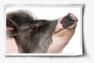 Belly Rubs And Bucket Lists Post Image - Göttingen Minipig #3108369