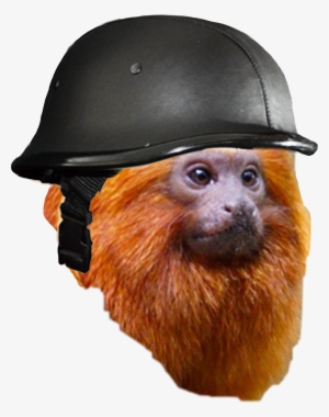 Monkey Helmet Animalperson War Freetoedit - Two-toed Sloth #3108863