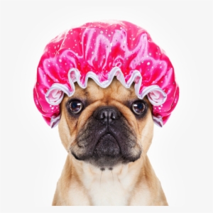 Dog - Dog Grooming #3108943