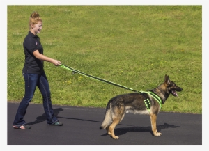 Eezwalker Built-in Poop Bag Dog Leash - Dog #3108995