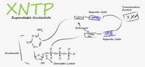 Xntp Low Border - Portable Network Graphics #3110076