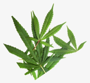 About Jar Co #3110321