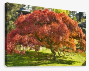 Red Maple Canvas Print - Maple #3112638