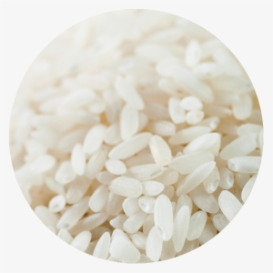Rice #3113215