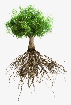 Tree - Raices Del Arbol De Mango #3114472