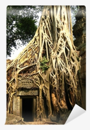 Ta Prohm #3114493