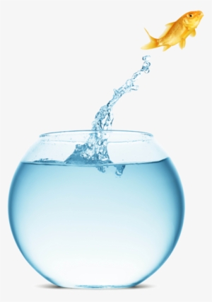 Gold Fish Fish Jumping To Empty Bowl Png Photo - Fish #3114691